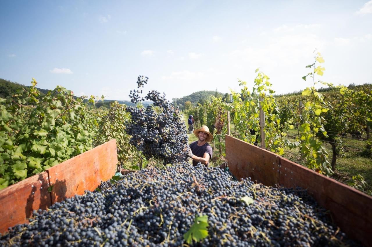 Il Roncal Wine Resort - For Wine Lovers Cividale del Friuli Εξωτερικό φωτογραφία