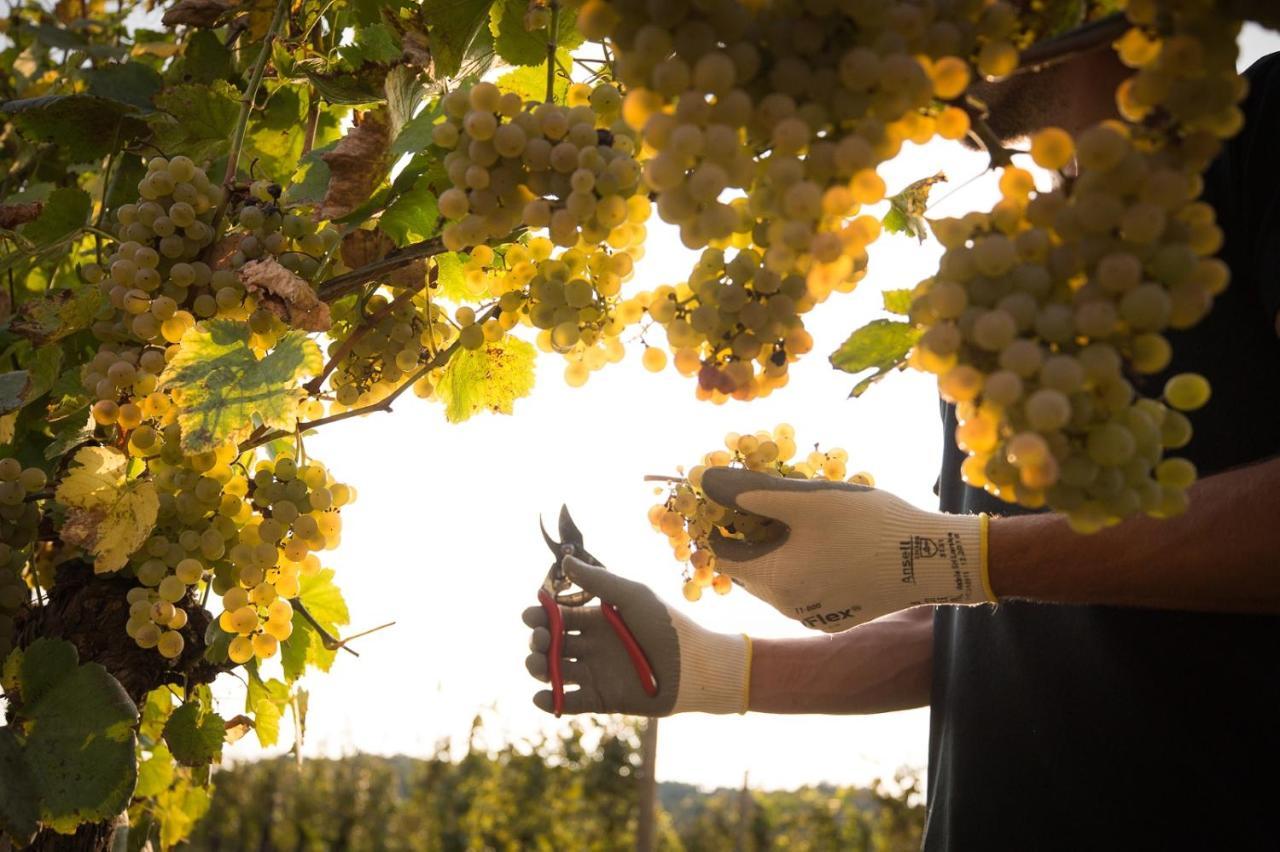 Il Roncal Wine Resort - For Wine Lovers Cividale del Friuli Εξωτερικό φωτογραφία