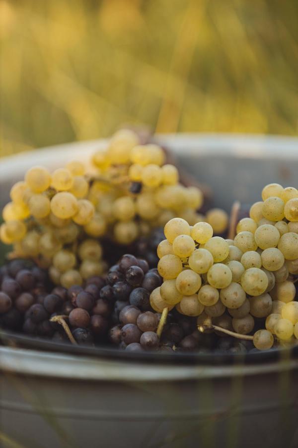 Il Roncal Wine Resort - For Wine Lovers Cividale del Friuli Εξωτερικό φωτογραφία
